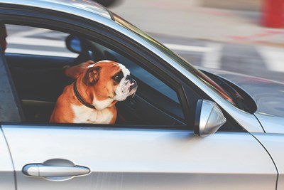 A brown bulldog looking out the window of a car