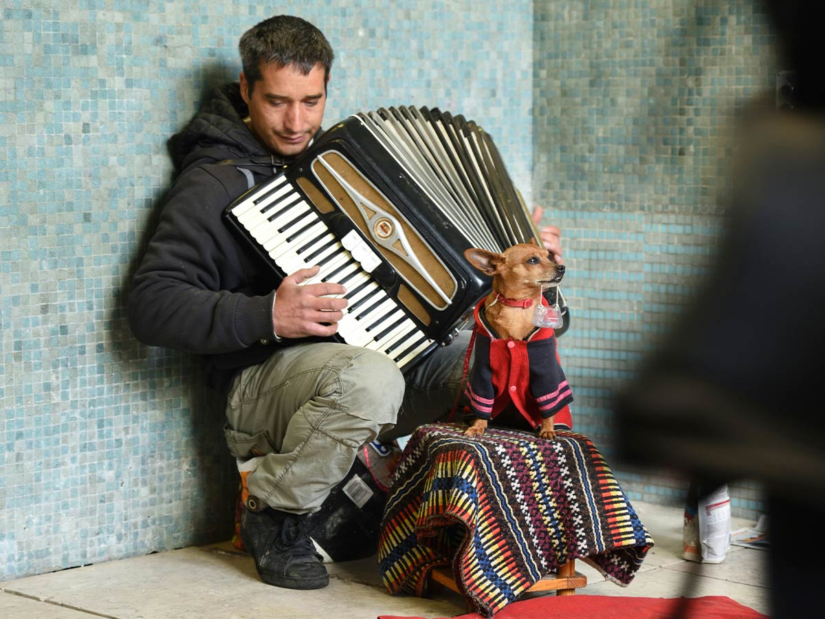 Playing the Accordion with a Taco Bell Dog
