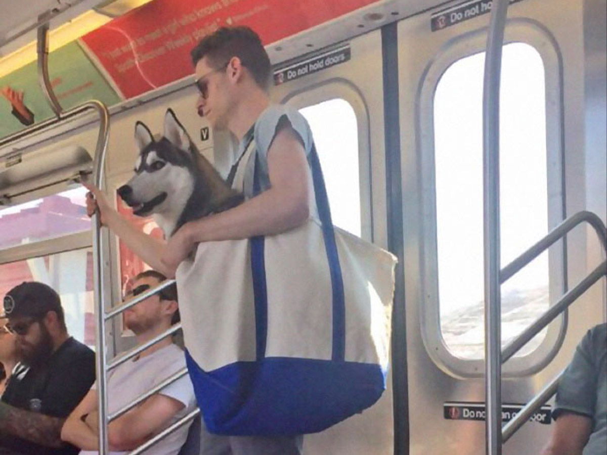 Big Dogs in Little Bags