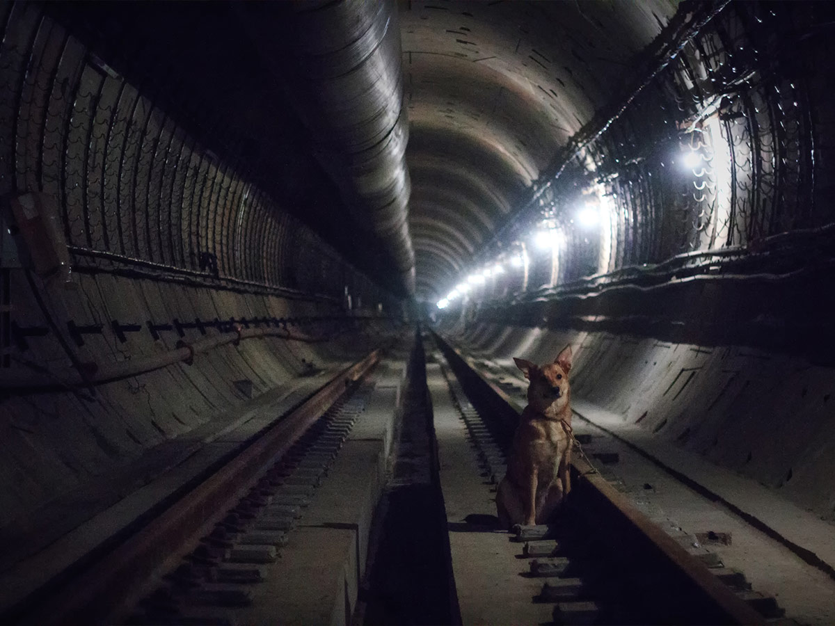 Animals on Tracks