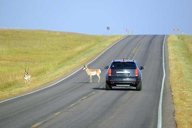 Roadkill Remover