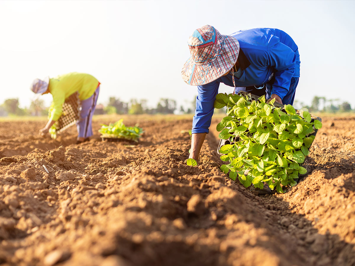 Farm Workers