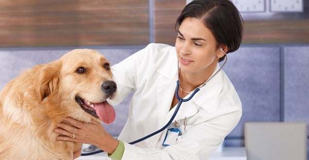 A veterinarian listens to the heartbeat of a sweet dog
