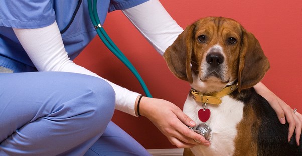 A vet tech listens to the heartbeat of a dog