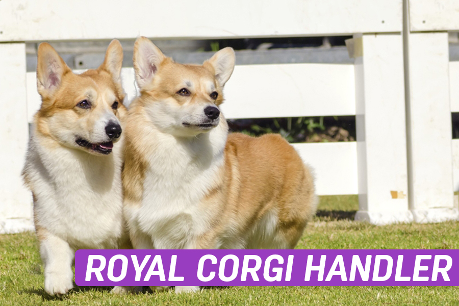 Royal Corgi Handler