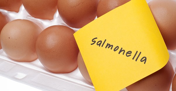 eggs contaminated with salmonella