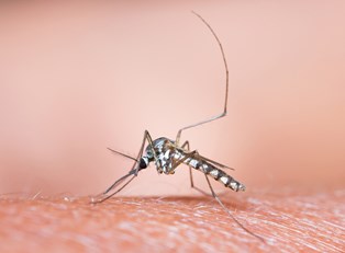 Malaria Causes