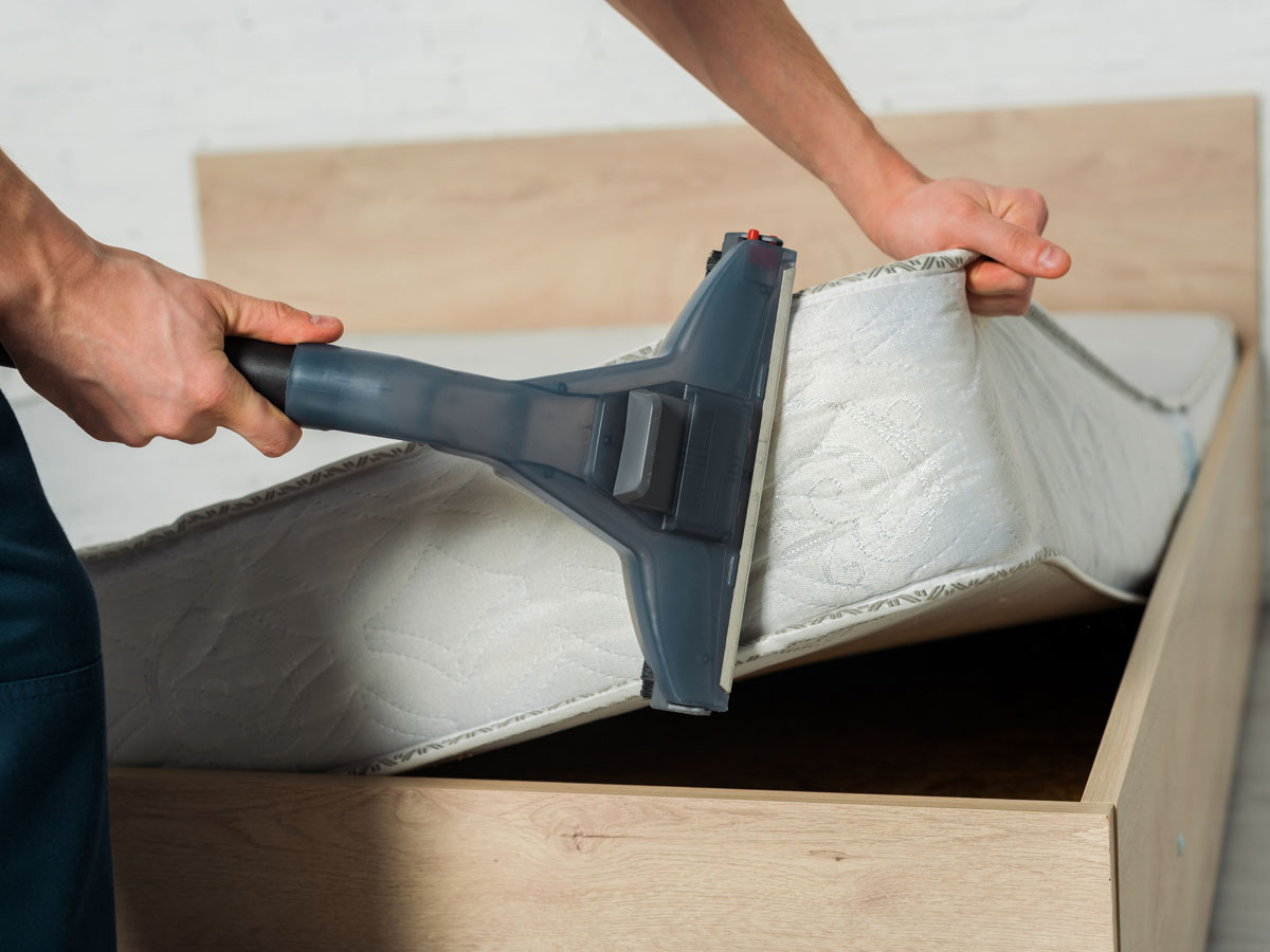 How can you get rid of bed bugs?