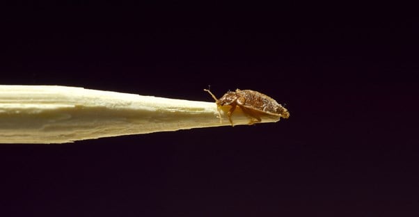 a close up picture shows what a bed bug looks like