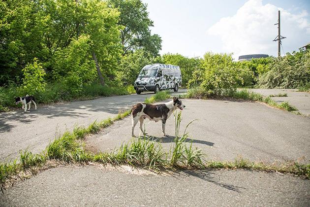 Stray Dogs Near Chernobyl