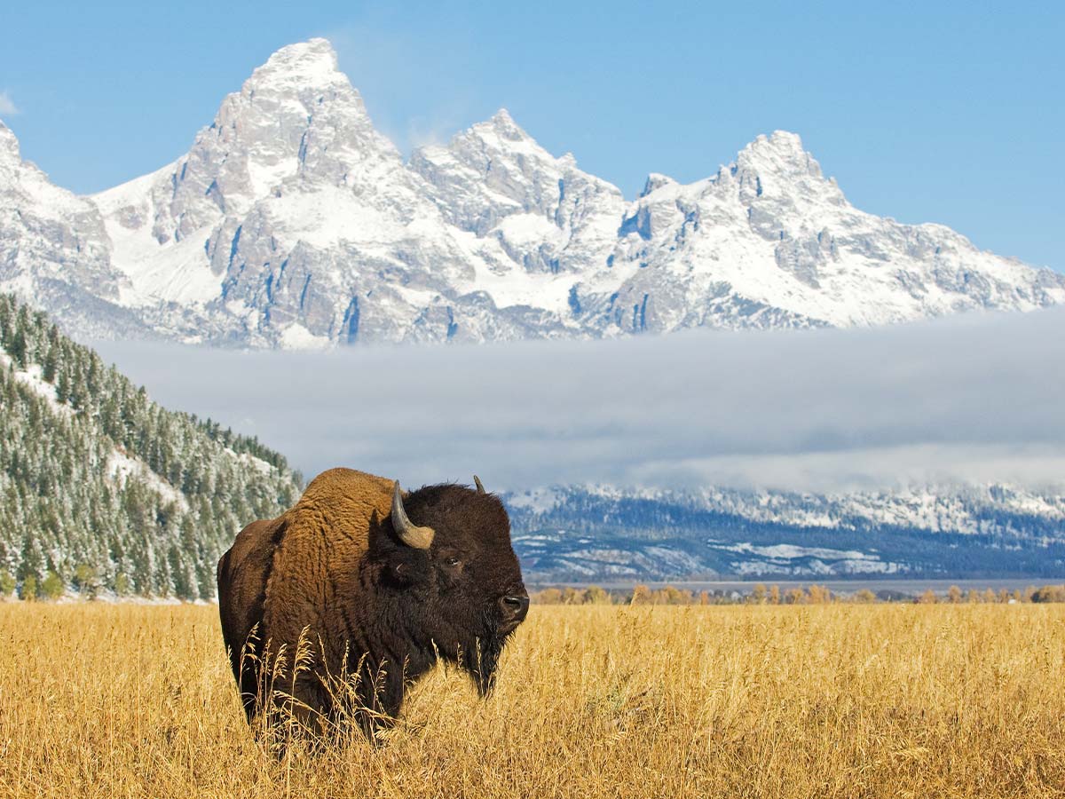 5. (tie) Wyoming
