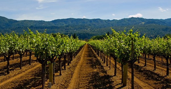 rows of grapes situated outside of a napa valley hotel
