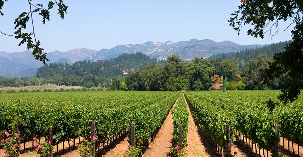 an array of grapes among a grove in Napa Valley California