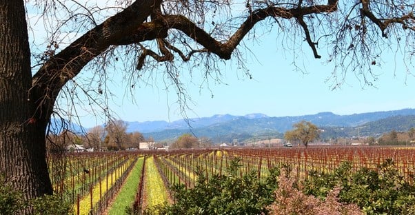 napa valley winery grape fields