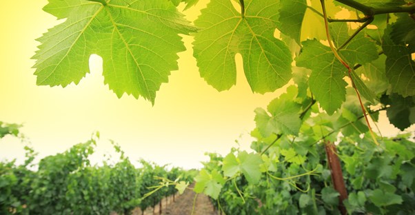 the sun peeks through some grape leaves in a napa valley wine vineyard