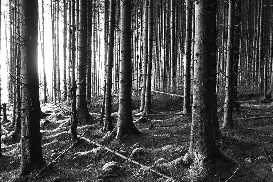 People would go to the Forbidden Forest all the time.