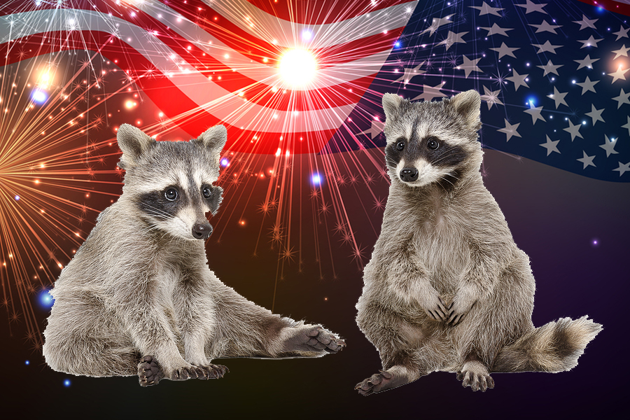 8. Racoon