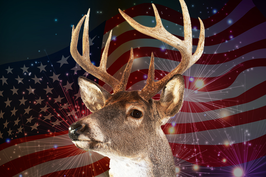 1. White Tailed Deer