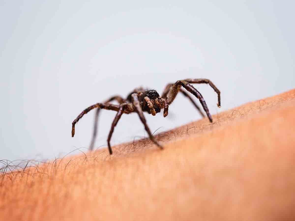 You Dream About Spiders, Snakes, or Other Creepy Crawlies