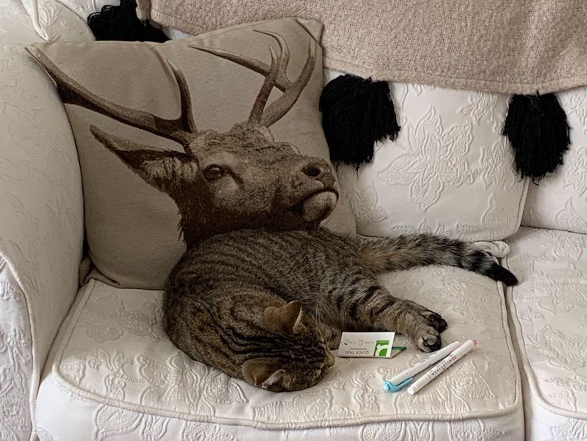 A Deercat