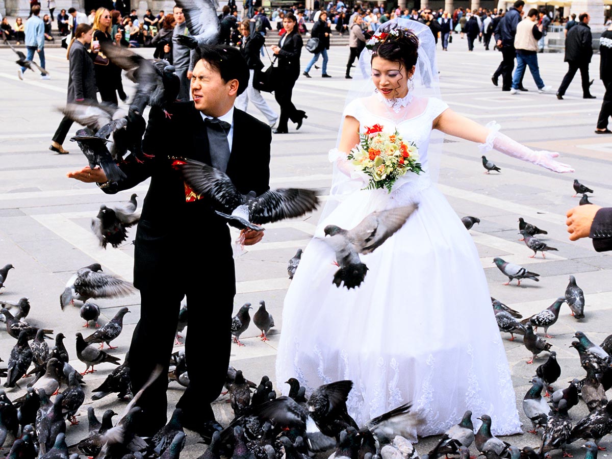 Attack of the Pigeons