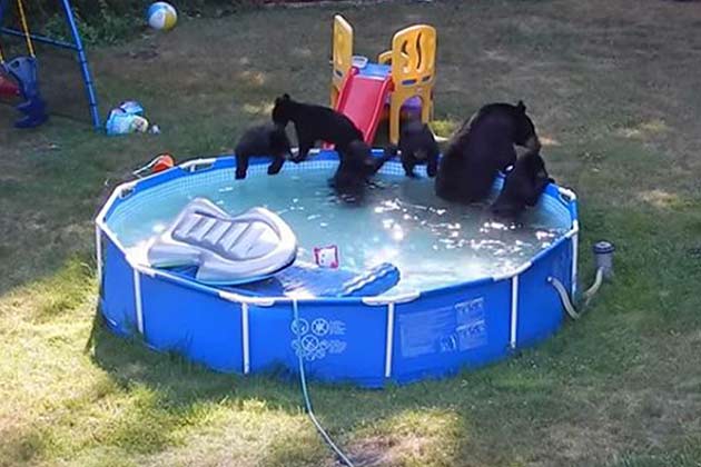 This Family of Bears