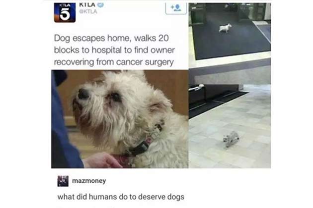 A Pup on a Mission