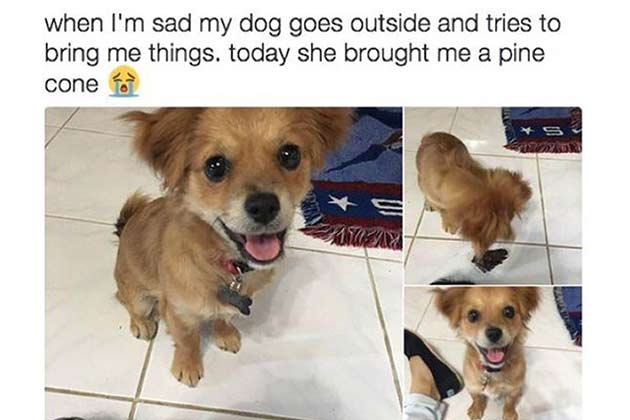 Ruff Day? Cheer Up!