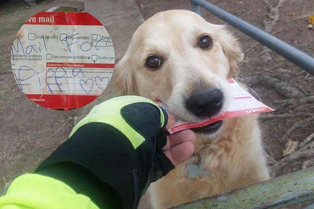 Pippa the Mail Pup