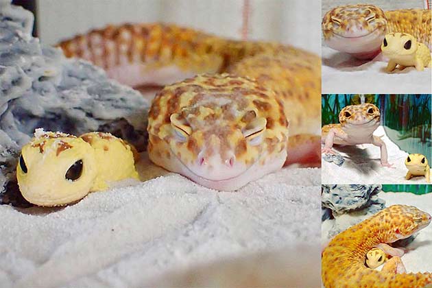 Happy Little Gecko