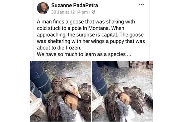 Mother Goose