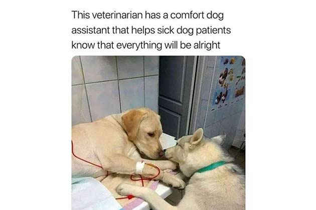 Dogs Need Support Too