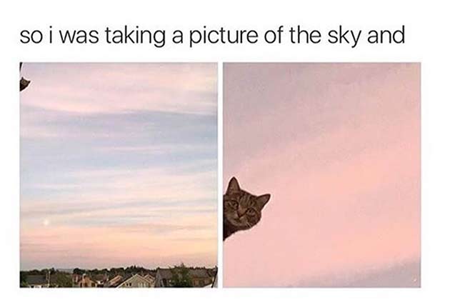 This Fluffy Photobomber