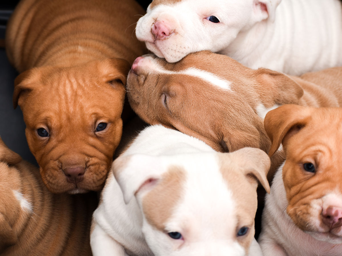 12 Healthy Babies