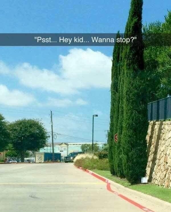 Is That Something in the Trees?