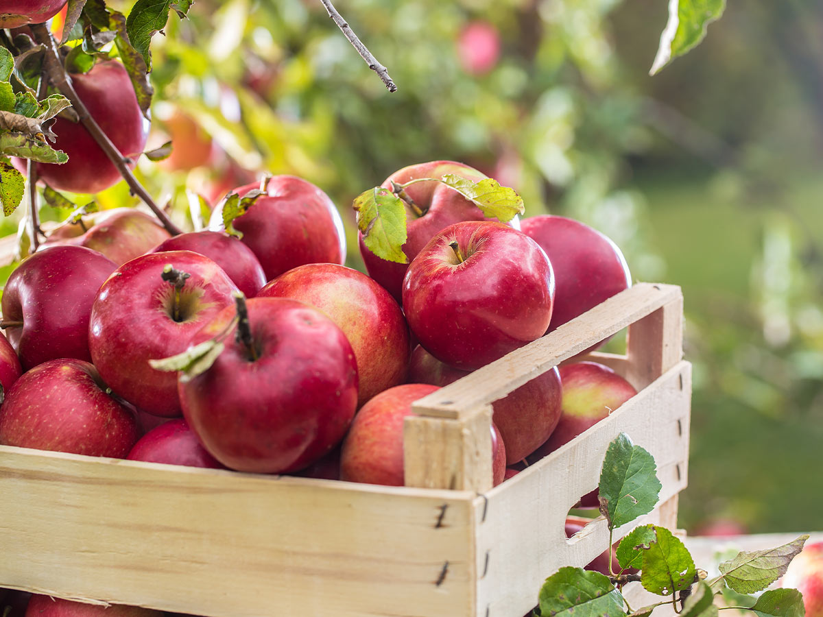 The forbidden fruit in Genesis isn’t an apple.