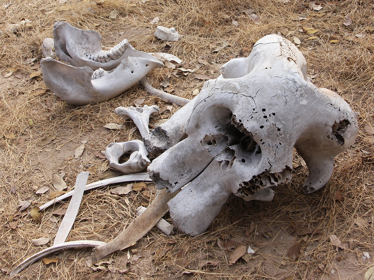 Elephant graveyards don’t exist.