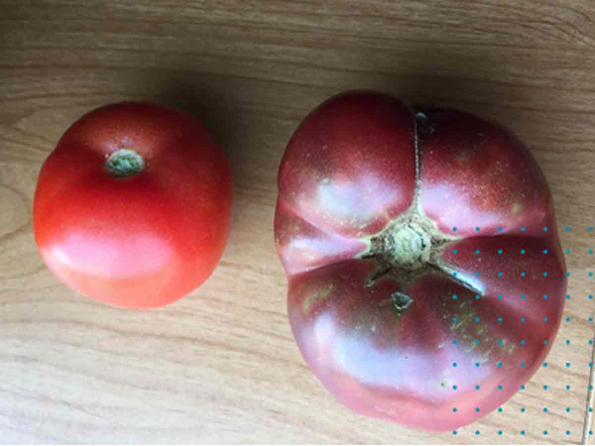 Today’s Tomato vs. One From 150-Year-Old Seeds