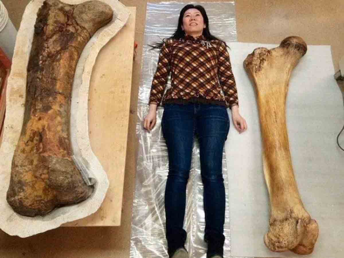 Triceratops vs. Elephant Bones