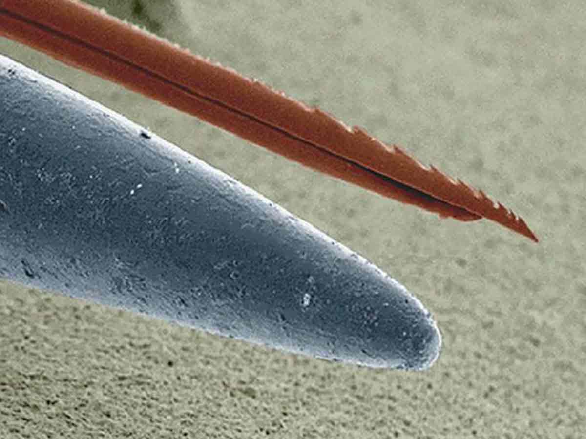Man-Made Needle vs. Bee Stinger
