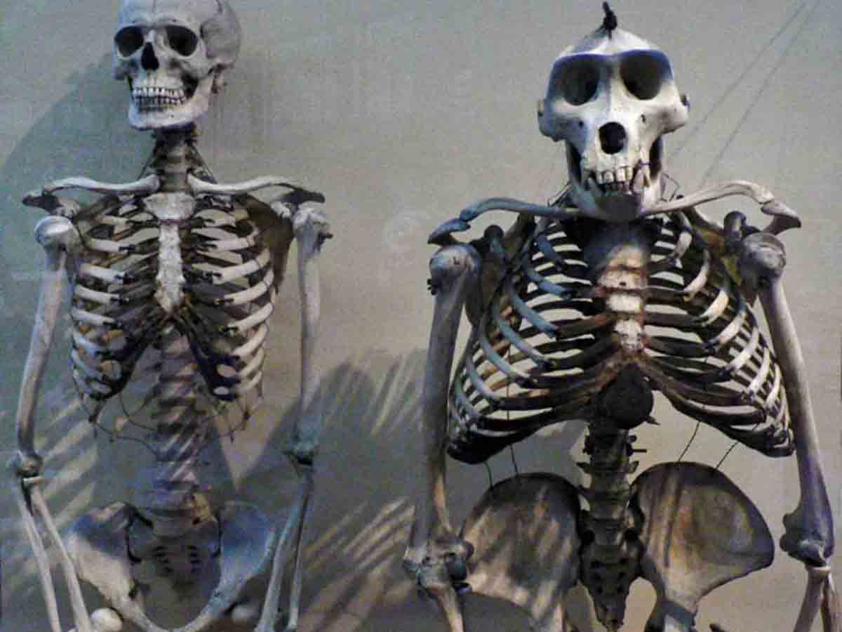 Human Skeleton vs. Gorilla Skeleton