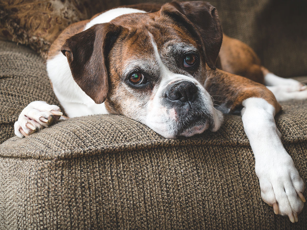 Entitled Woman’s Dogs Attack My Sick Pooch