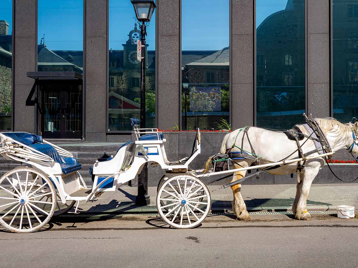 A German, A Frenchman, And A Translator Get In A Horse-Drawn Carriage…