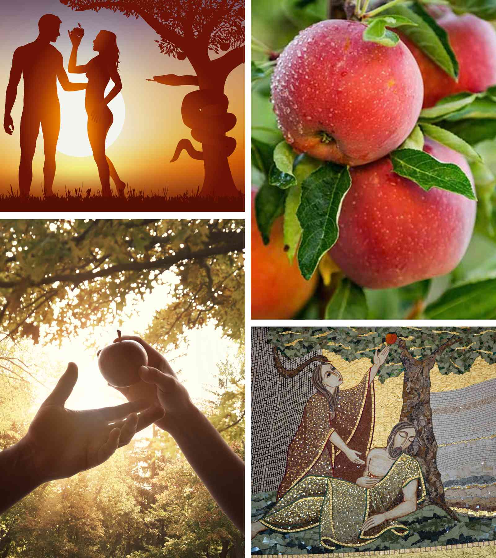 The Forbidden Fruit Was an Apple