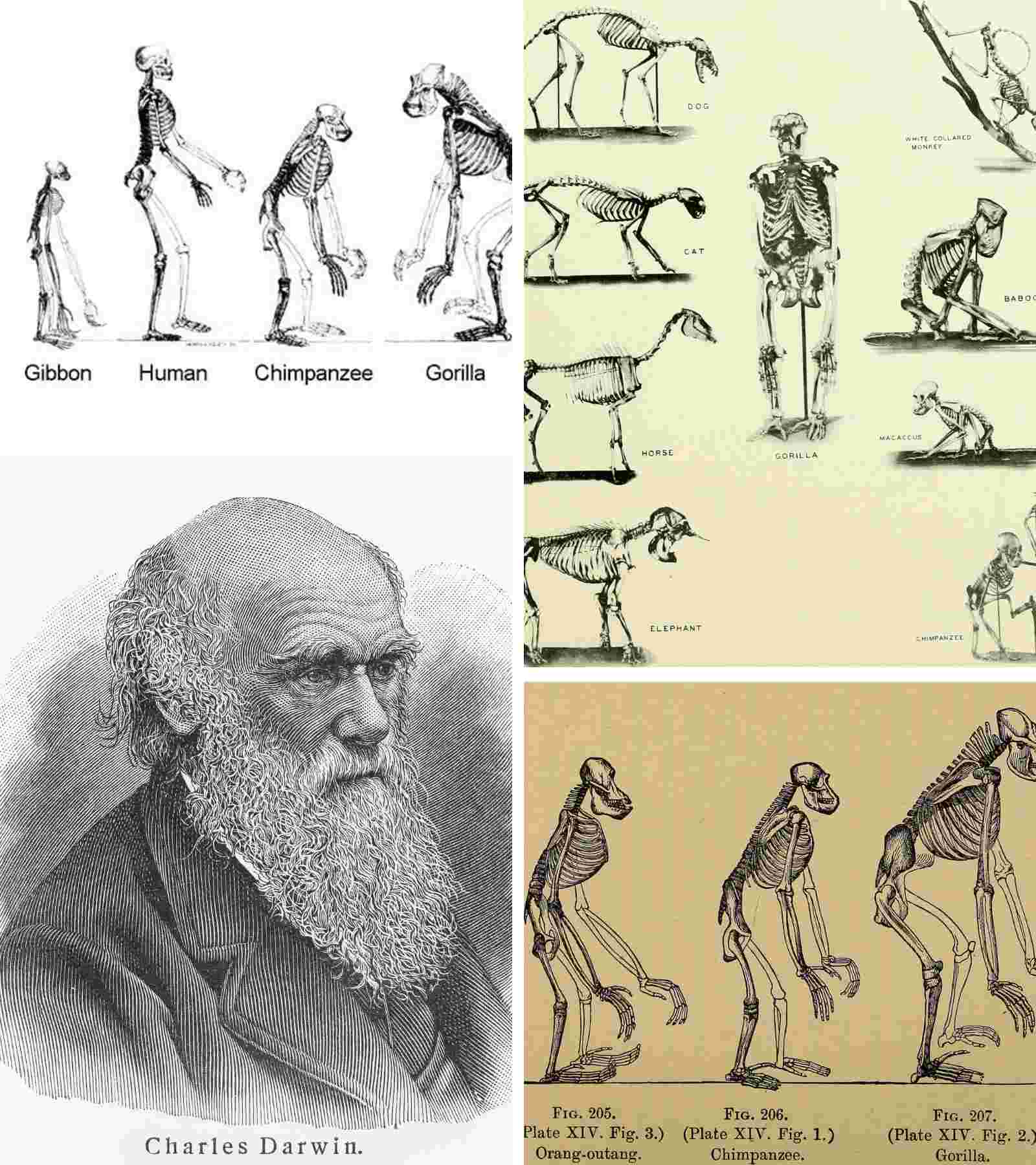 Darwin Never Claimed Man Evolved from Apes