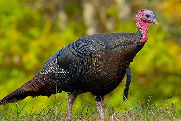 Benjamin Franklin Didn’t Think America’s Bird Should be the Turkey