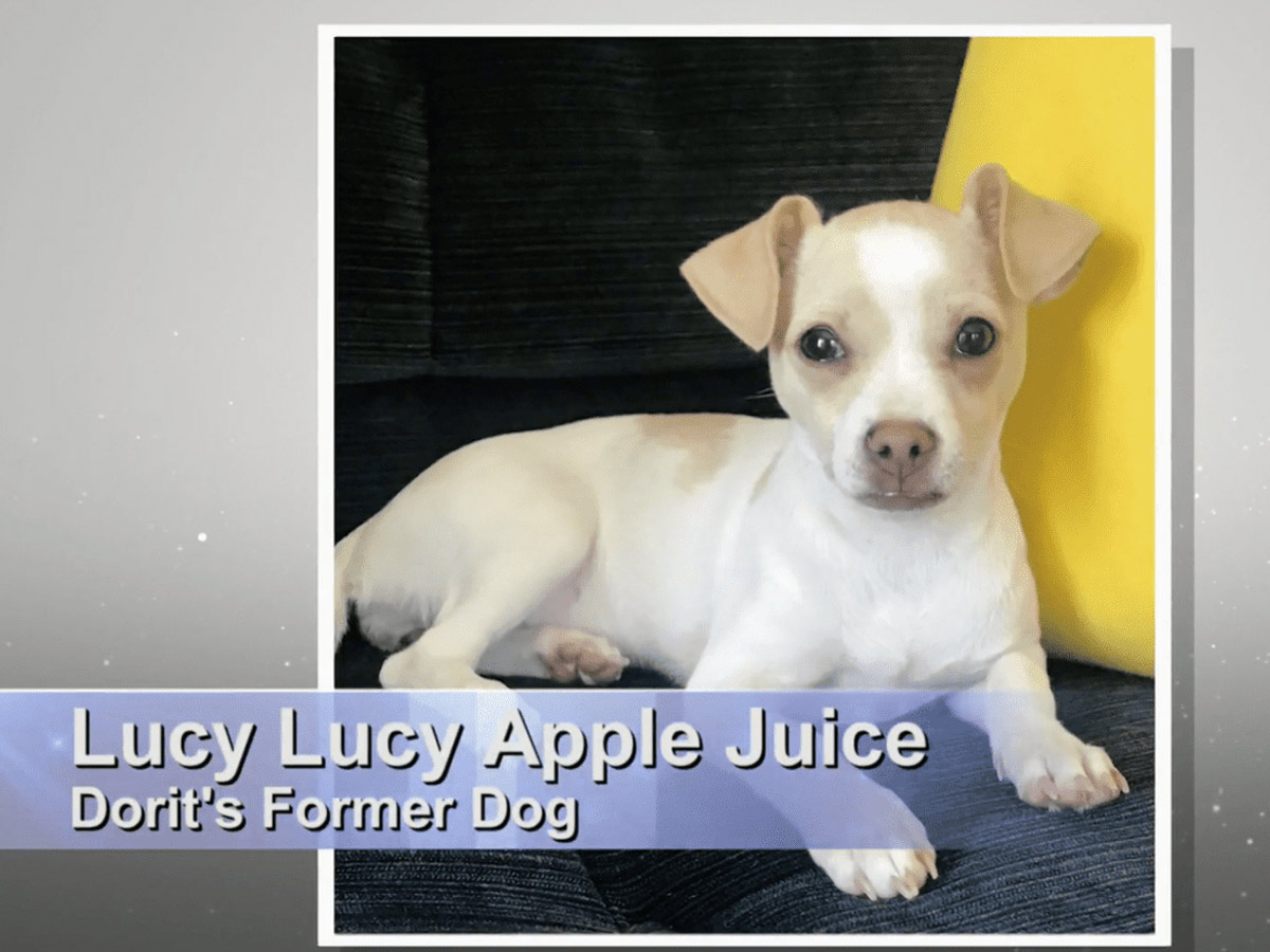 Puppygate (Justice For Lucy Lucy Apple Juice)