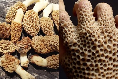 Unexpected Trypophobia Moments That Sent Shivers Down People's Spines