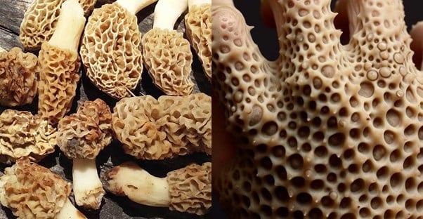 Unexpected Trypophobia Moments That Sent Shivers Down People's Spines main image