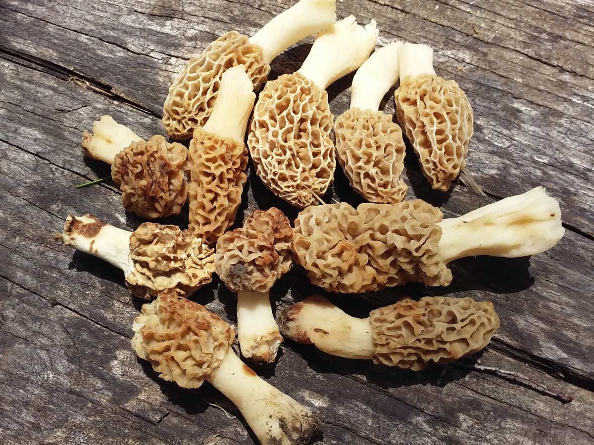 Morels